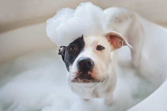 canva_-_dog_wash_puppy_gets_a_bath.jpg
